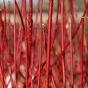 10x Bare Root Red Stemmed Dogwood Plants (2-3ft) PRE-ORDER image