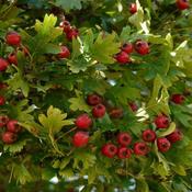 25x Bare Root Whitethorn Plants (2-3ft) PRE-ORDER