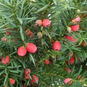 10x Bare Root Yew Hedging Plant (1ft) PRE-ORDER image