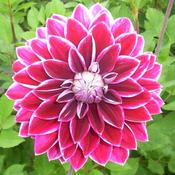 Dahlia Bulbs 'Boom Boom' (1 Pack) image