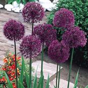 Allium Bulbs Purple Sensation (20 Pack) image