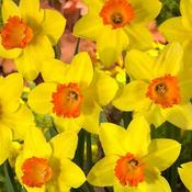 Red Devon Daffodil Bulbs (5 bulbs) image