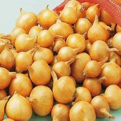Shallot Sets 'Golden Gourmet' (50 pack) image