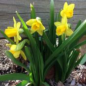 Narcissi Tete A Tete (5 Bulbs) image