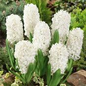 Hyacinth Bulbs White (3 Pack) image