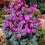 Cyclamen Corms 'Coum SSP Coum' (3 Pack) image