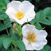 25x Bare Root White Wild Rose Plants (1-2ft) PRE-ORDER image