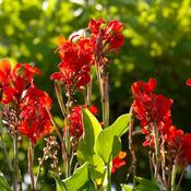 Canna Lily Roots 'Firebird' (1 Pack) image