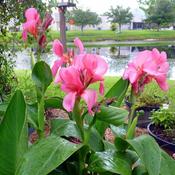 Pink Canna Indica Roots 'President' (1 Pack)