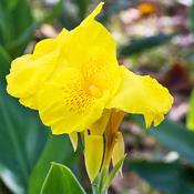 Canna Indica Roots 'Richard Wallace' (1 Pack)