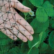 Garden Netting (Sold Per Metre) image