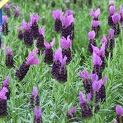 Lavender Stoechas Plant image
