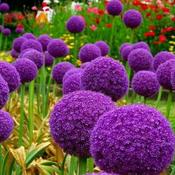 Allium Globemaster Bulbs 1 Pack Giant Purple Allium