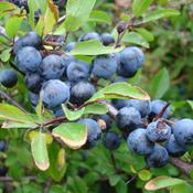 25x Bare Root Blackthorn Plants (3ft) PRE-ORDER image