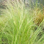 Stipa Tenuissima Plant (2L Pot) image