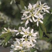 Amelanchier Tree 10L image