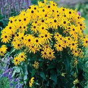 Rudbeckia Goldstrum Plant image