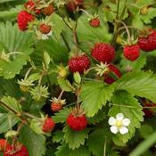 6-pack Alpine Strawberry Plants Vesca Alexandra image