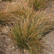 Carex Prairie Fire Evergreen Ornamental Sedge Grass
