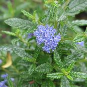 Ceanothus Repens Plant image