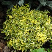 Euonymus Emerald n Gold Plant image