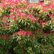 Pieris Japonica Forest Flame Plant (2L Pot) image