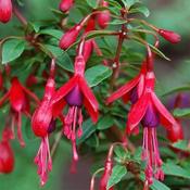 Fuchsia Riccartonii