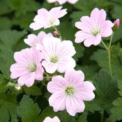 Geranium Dreamland Plant (2L Pot) image