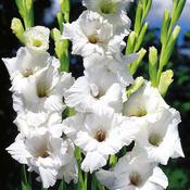 White Gladioli Bulbs 'White Prosperity' (7 Pack) image