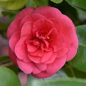 Camelia Japonica Adolphe Audusson image