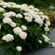 White Hydrangea Annabelle Plants image