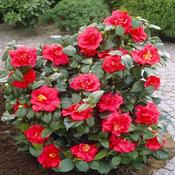 Camelia Reticulata Mary Wiliams Plant image