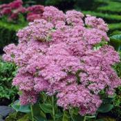 Sedum Herbstfreude (Autumn Joy) Plants image