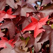 Liquidambar Tree (12L Pot)