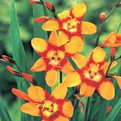 Crocosmia Bulbs 'Emily McKenzie' (5 Pack)