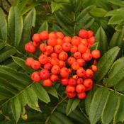 1 x Mountain Ash Tree Sorbus Aucuparia (5-6ft) PRE-ORDER image