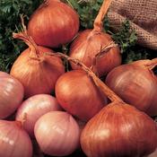 Shallot Sets Red Sun (50 pack ) image