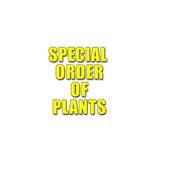 (Custom Plant Order) image