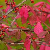 1x Spindle Tree Euonymus Europaeus PRE-ORDER image