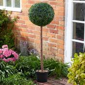 4ft Artificial Topiary Single Ball Tree image