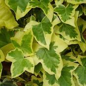 Variegated Ivy Plant (8.5cm Pot) image