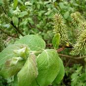1x Willow Tree Salix Caprea PRE-ORDER image