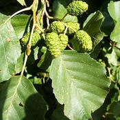 5x Bare Root Alder Glutinosa Tree (2-3ft) - PRE-ORDER image