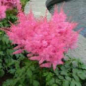 Pink Astilbe Japonica Just Dance image