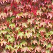 Boston Ivy Climbing Plant Parthenocissus Engelmannii image