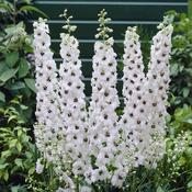 Delphinium White Dark Bee Cottage Garden Perennial image
