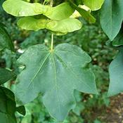 1x Field Maple Tree Acer Campestre PRE-ORDER image