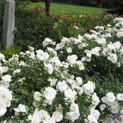 White Ground Cover Rose Plant Cristal Fairy (3L Pot) image