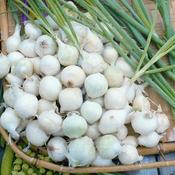 Onion Seeds (Paris Silverskin) image