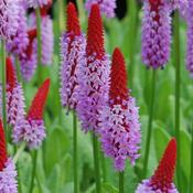 Orchid Primrose Plant (12cm Pot) image